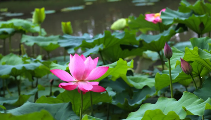 「探索」夏日炎炎,莲叶田田!沪郊5个荷花节开启