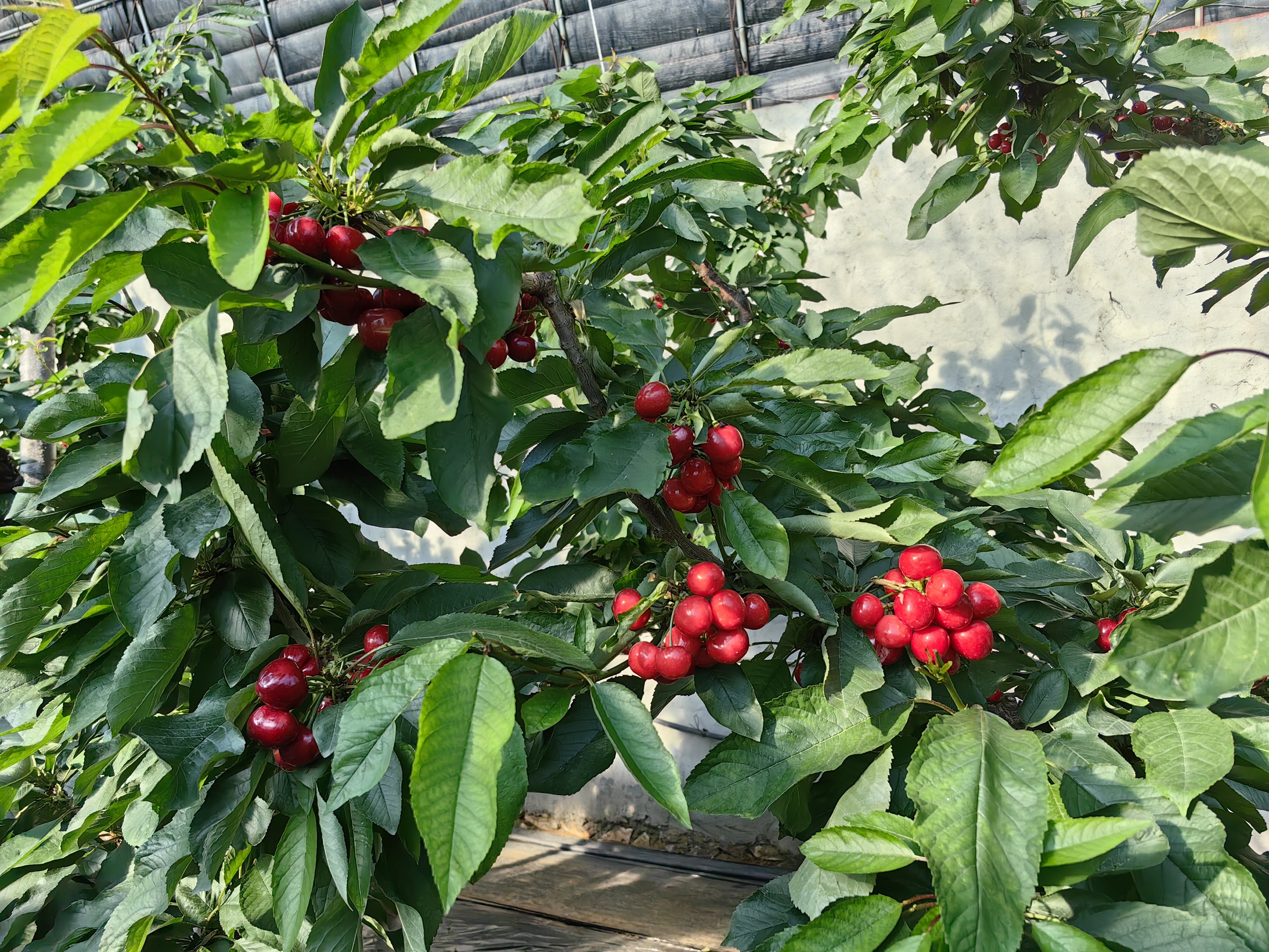 烟台福山:冬日樱桃绽放"致富花"