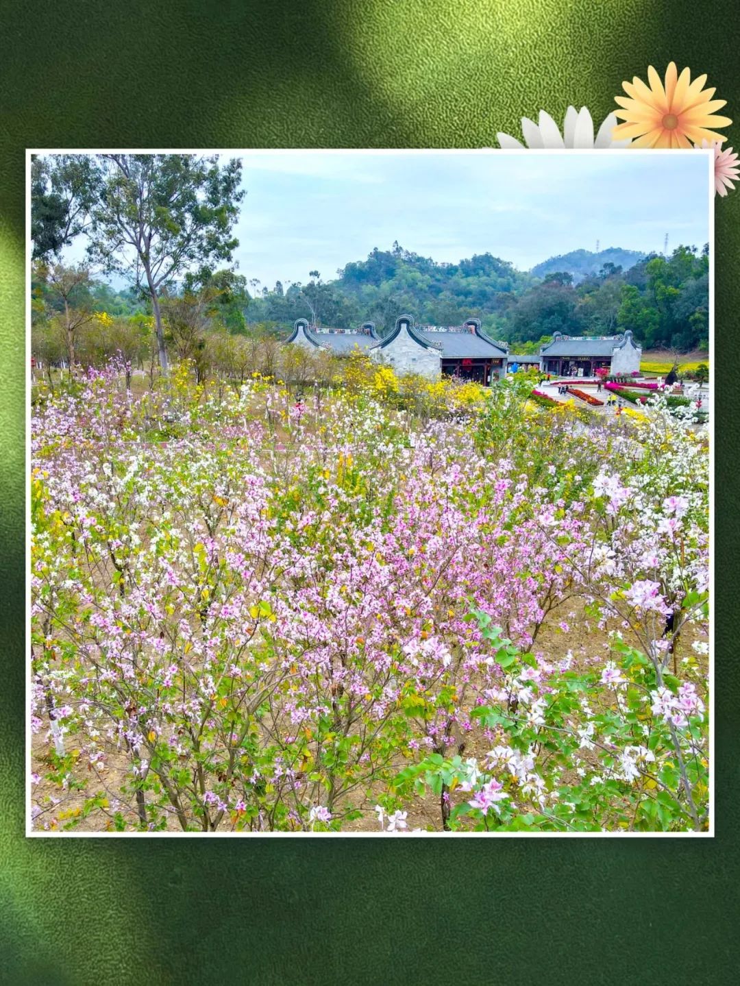 金黄的黄花风铃木,粉嫩的宫粉紫荆已在香山湖公园上新.