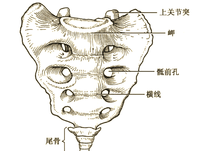 尾骨,作为脊柱的最末端退化器官,由3至5块尾椎融合而成,并与骶骨构成