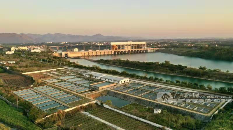 广西首家!桥巩水电站获得芝麻剑,乌原鲤人工繁殖许可