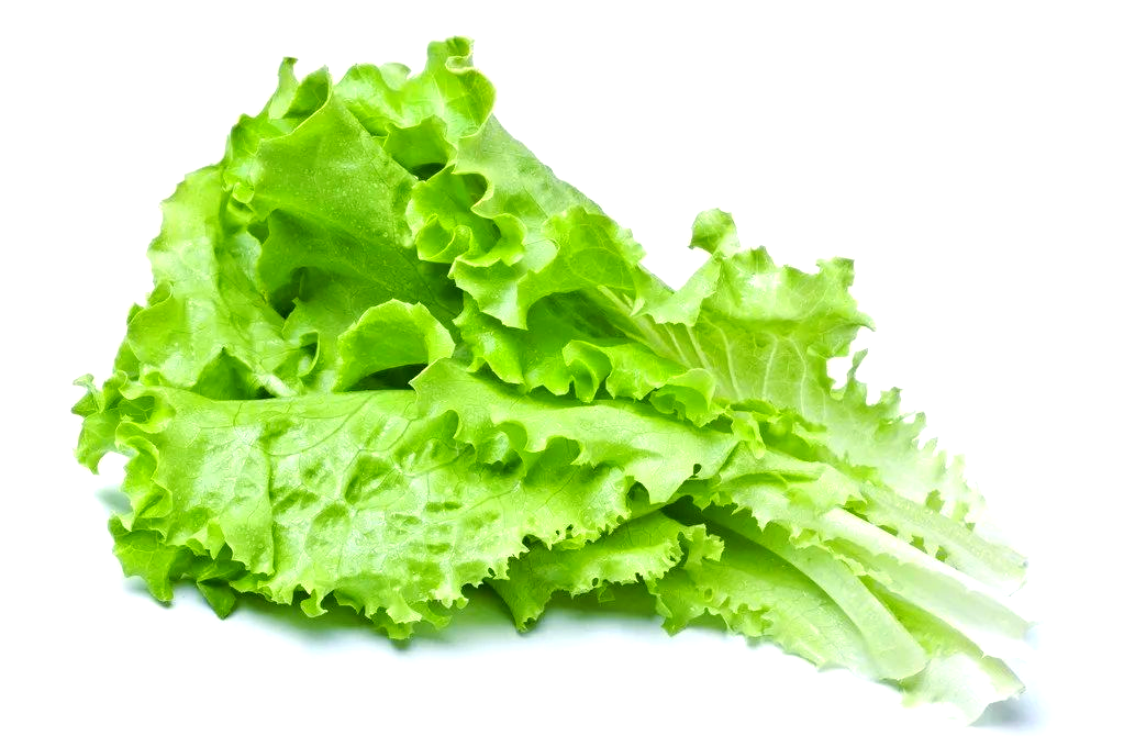 生菜,莴笋与油麦菜,你分得清吗