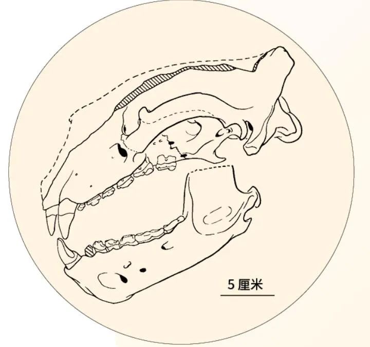 藏文科普|獭犬熊的摄食利器——"开瓶器"
