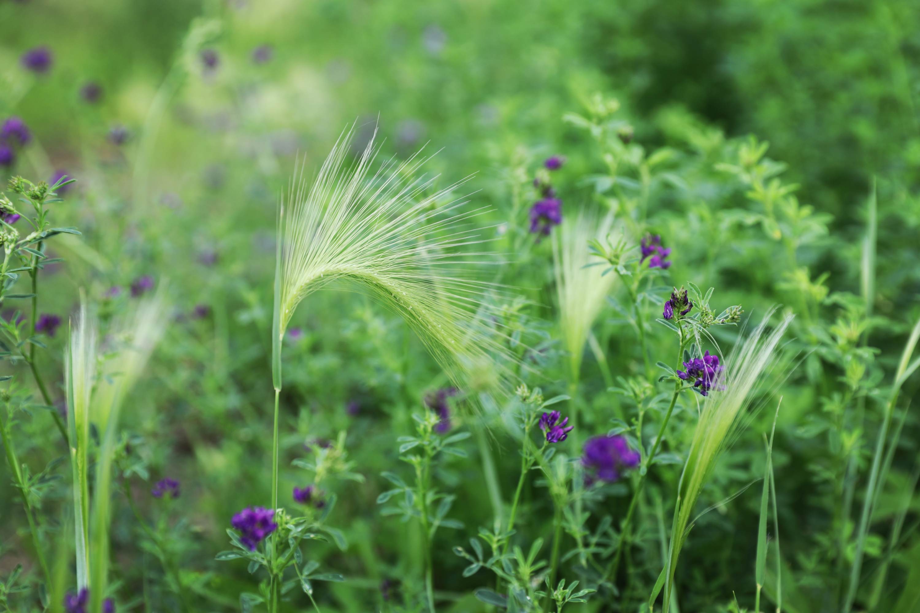 且听风吟:紫花苜蓿