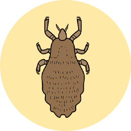 14种狗狗常见寄生虫图鉴!12种人狗共患!