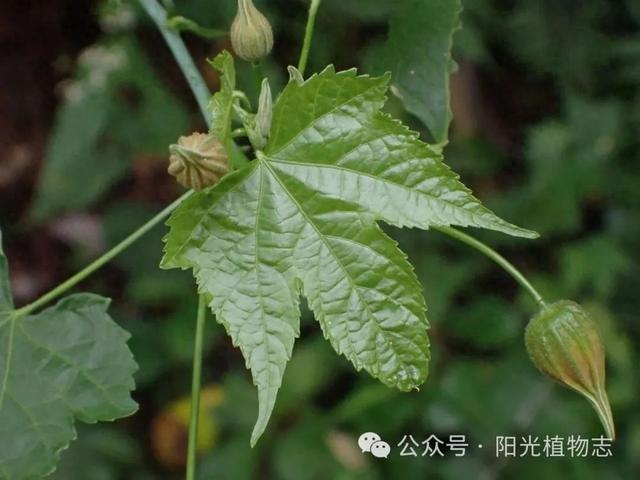 金鈴花明麗而溫暖