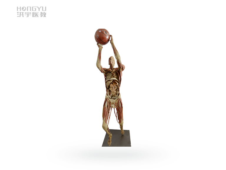 人体塑化标本的管理与维护