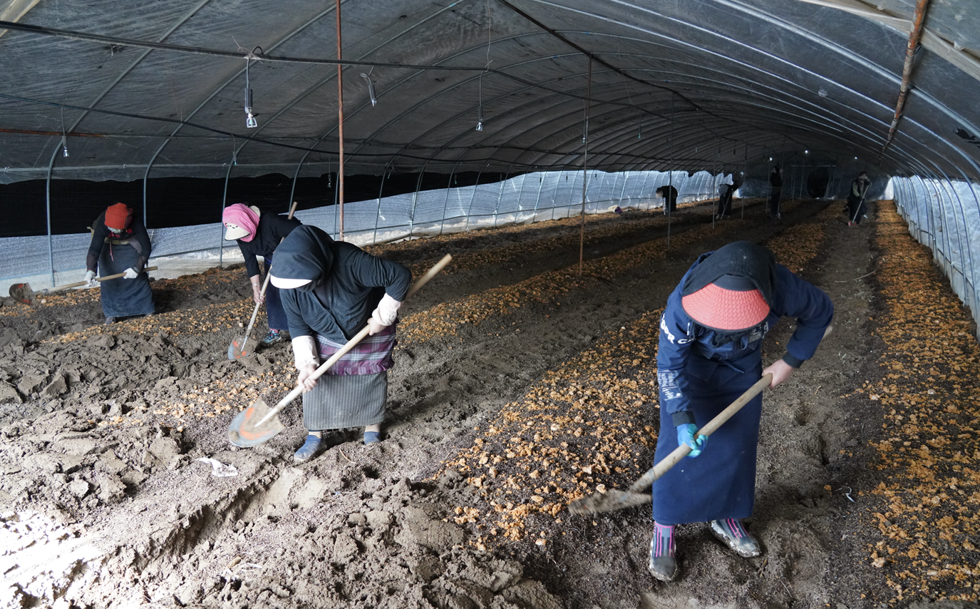 阿坝县:种植赤松茸 拓宽群众增收新路径
