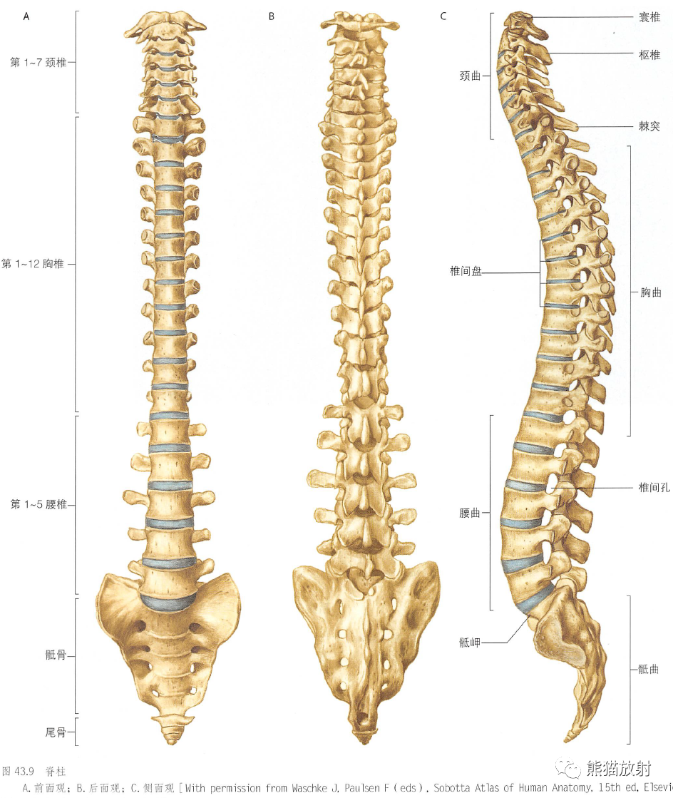 超级详细的脊柱(椎体,椎间盘,韧带)解剖