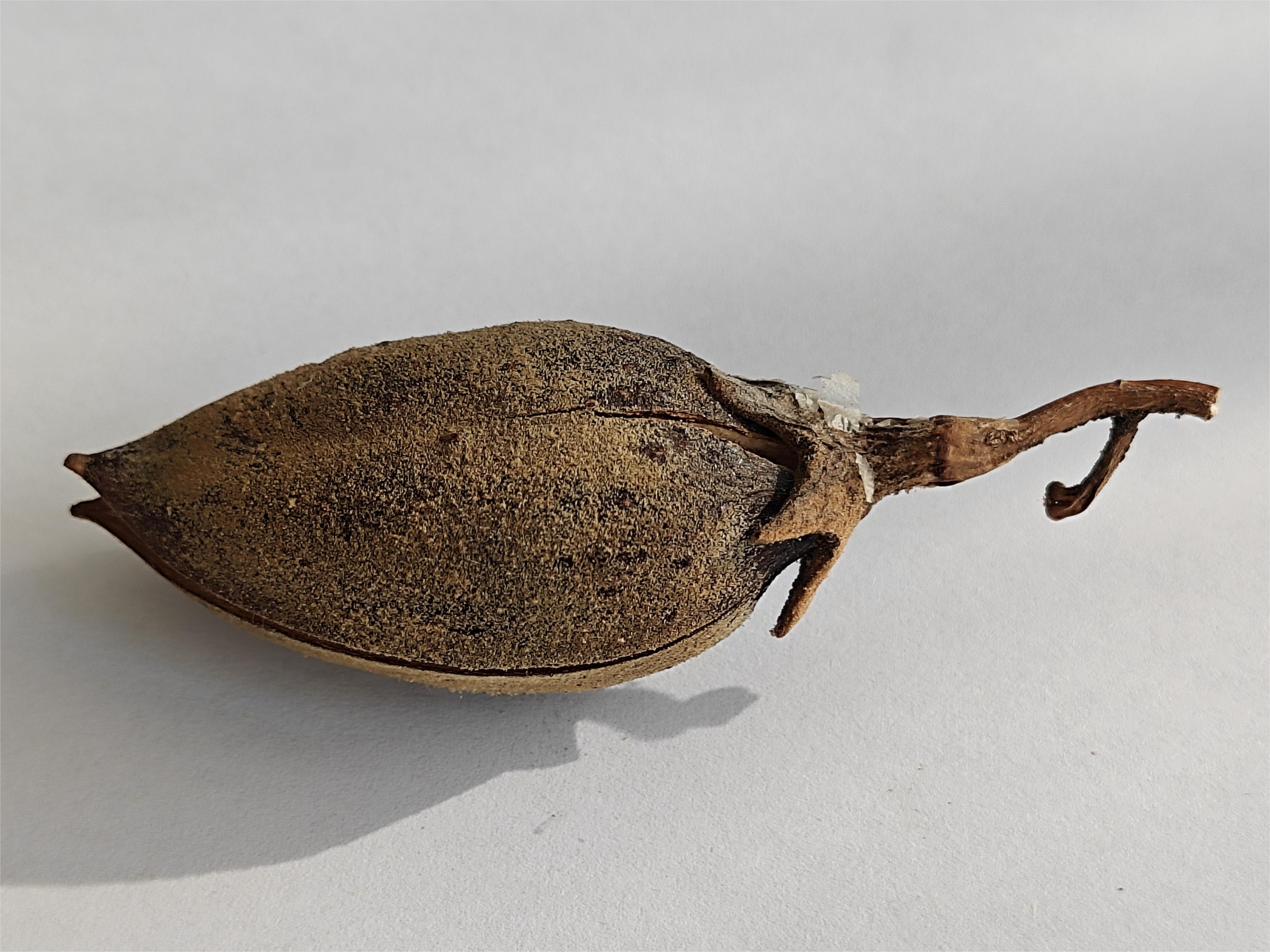 从一颗毛泡桐的果实你能看到些什么?小身体竟蕴含着大秘密!