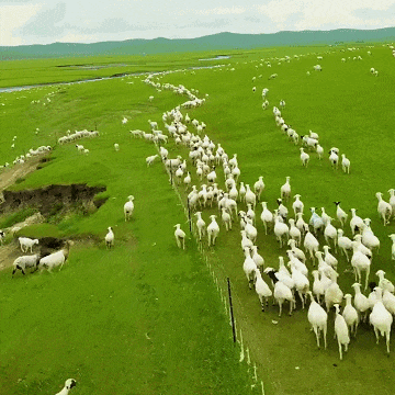 风味更加醇厚膻味甚微,肉质细腻使乌拉特草原羊喝着山泉水吃着豪华