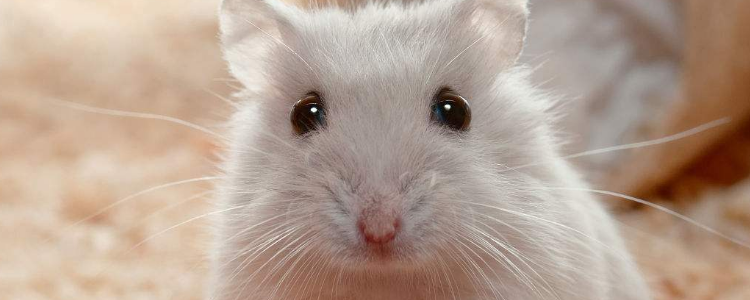 仓鼠眼睛发炎了怎么办?仓鼠眼睛发炎了是什么原因