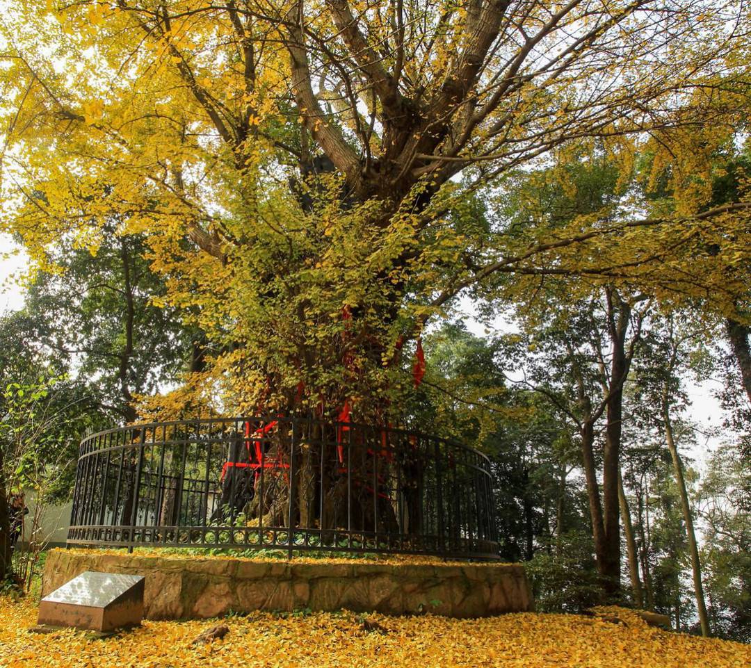 你知道成都市树001号在哪里吗?国庆假期邀你去打卡"千年树王"