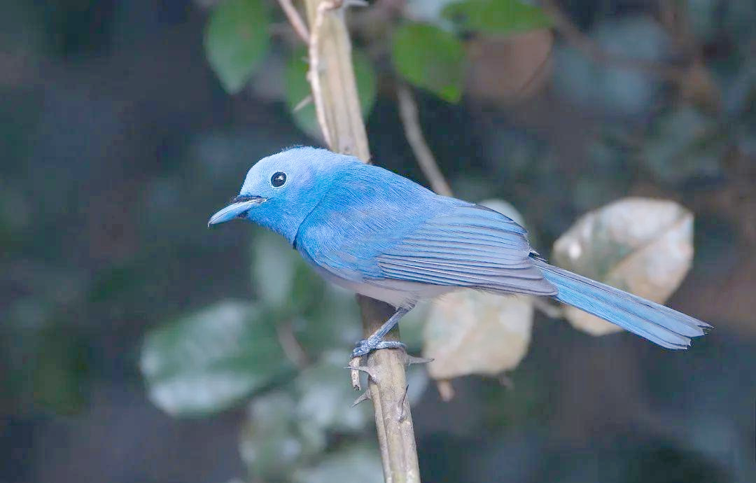 探索世界上的多种蓝色鸟类