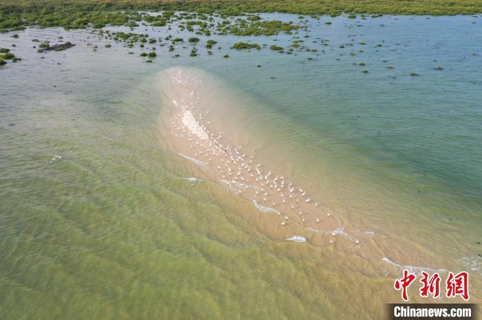 「美丽中国·网络媒体生态行」广西北海金海湾红树林"海上森林"白鹭
