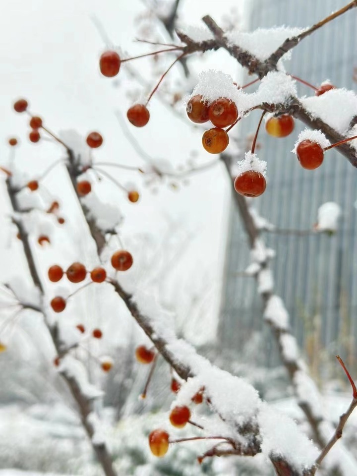 雪落人间,邂逅冬日浪漫