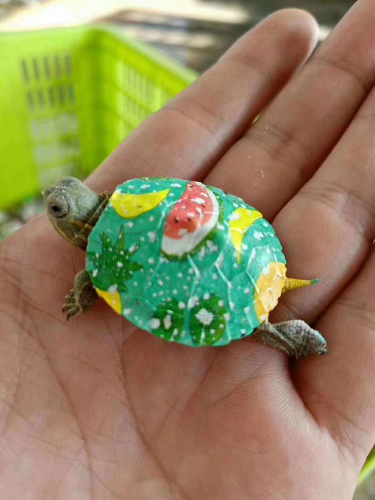 彩色迷你小乌龟怎么养呢?