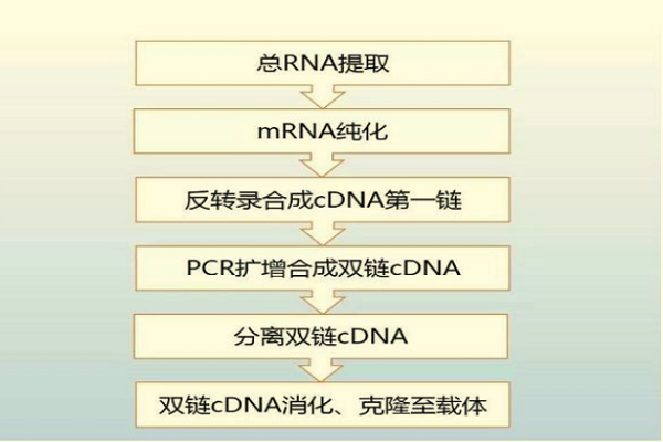 cdna文库的构建步骤