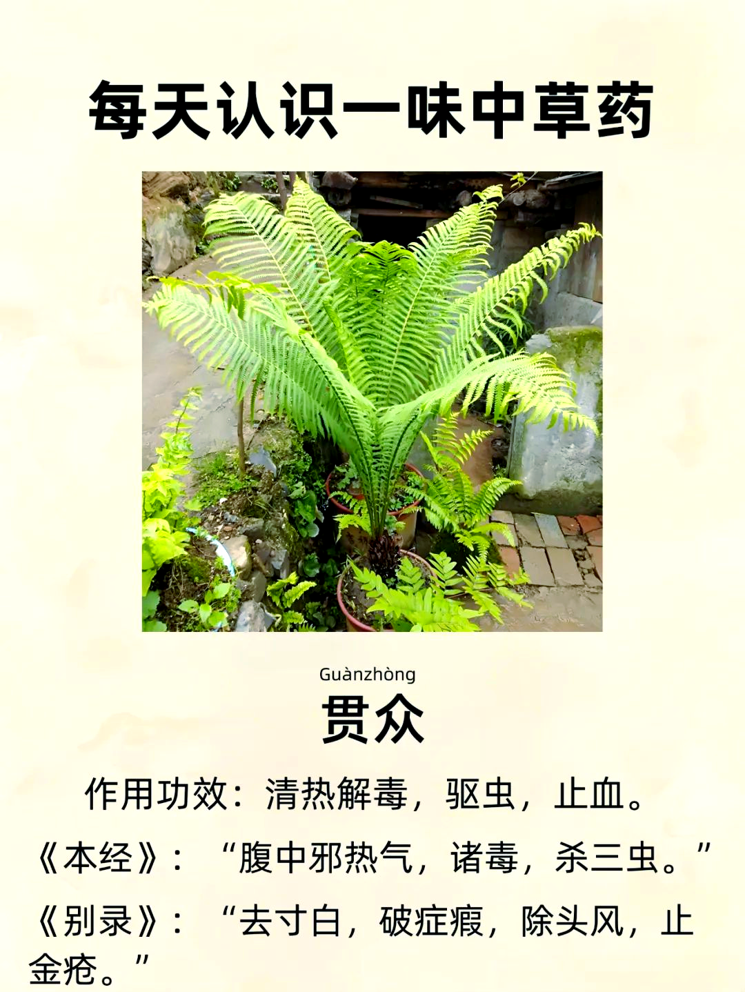 深入探索中草药世界
