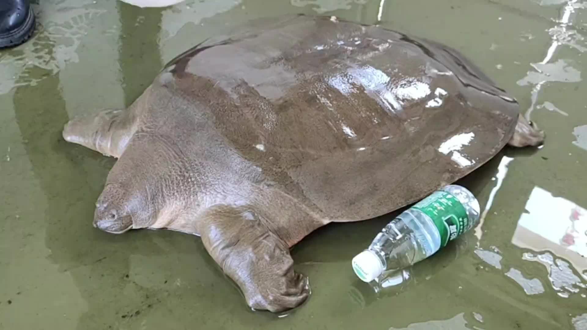 韩江潮州段再现"水中大熊猫"鼋,体重超19公斤