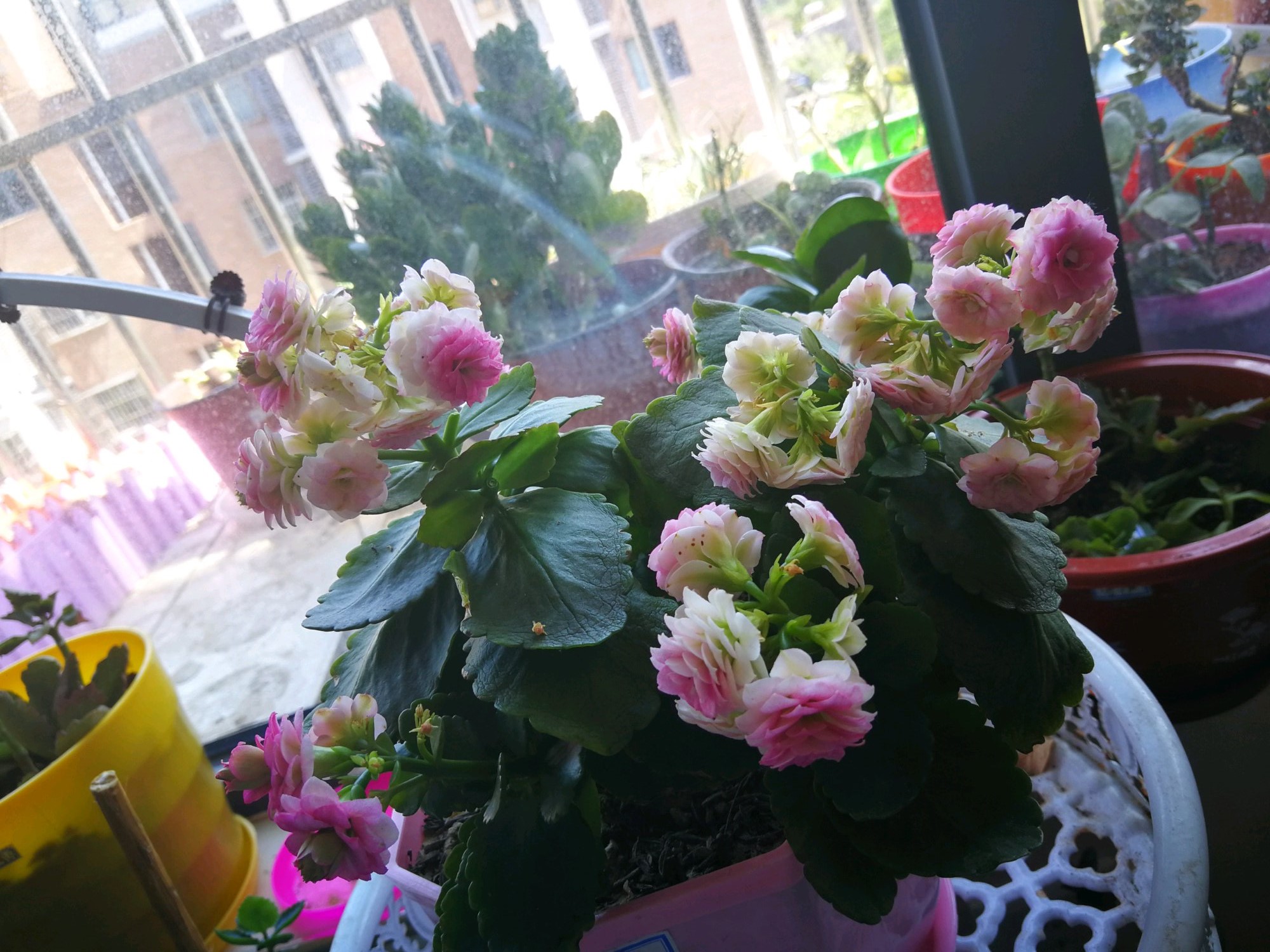 网红盆栽"粉巴黎—花美如牡丹,三季有花开,封闭阳台也能养