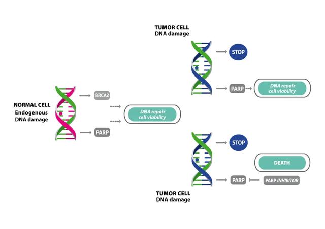 parp 抑制剂是针对 brca1/2 基因突变卵巢癌的靶向药物,它可以通过