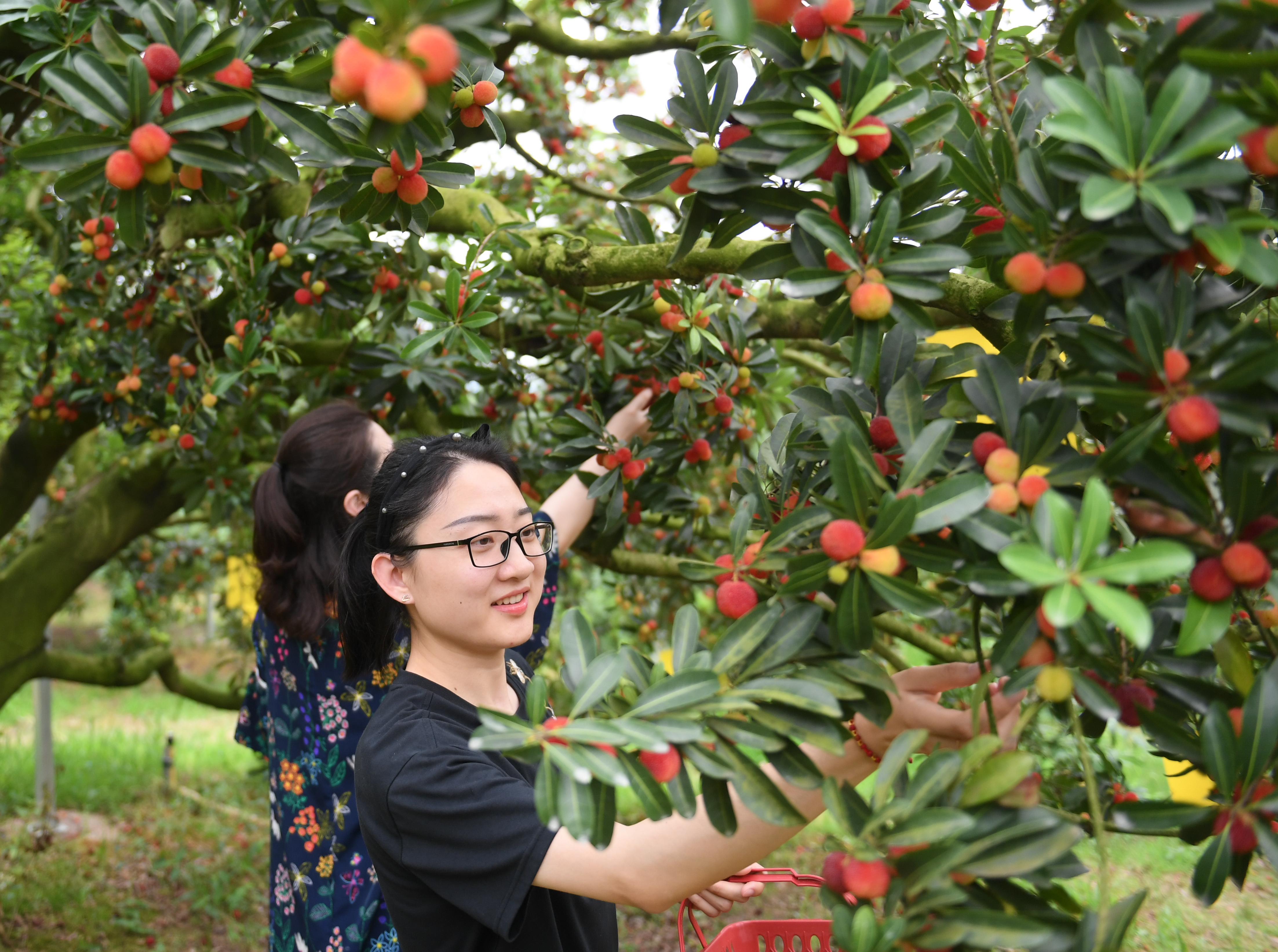 浙江上虞:二都杨梅开采