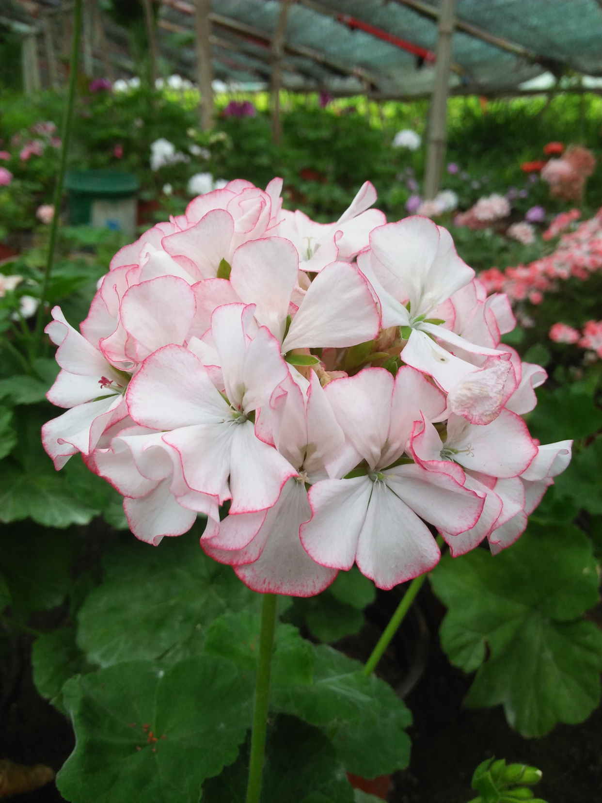 20种漂亮花喜欢晒太阳,家里光照不足,劝你别手欠,否则难开花