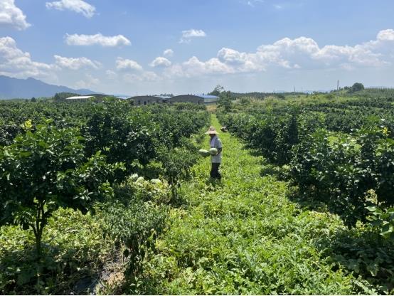 江永县城下村:果园套种西瓜"一地双收"亩产增收4000元