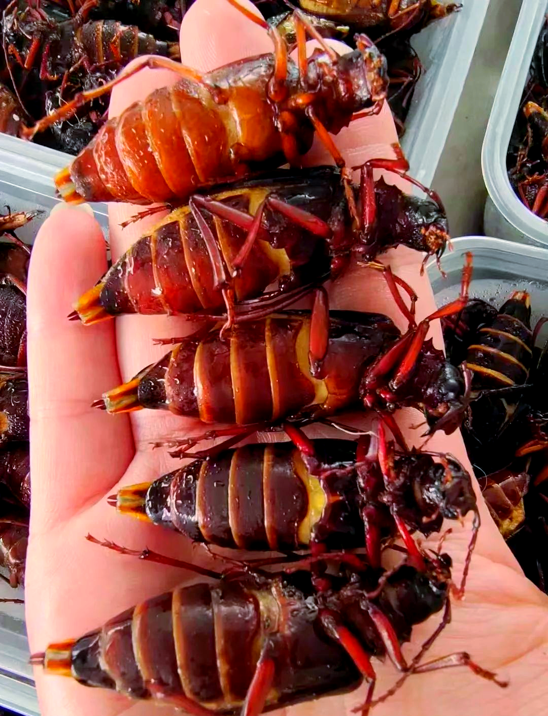 山水牛:从害虫到美味佳肴的奇妙转变