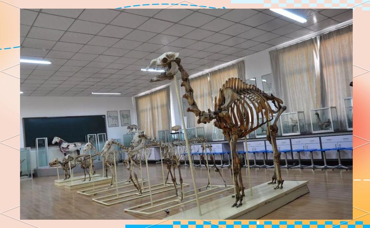 畜牧工程学院的简单介绍 畜牧工程学院的简单

先容
（畜牧工程系） 畜牧