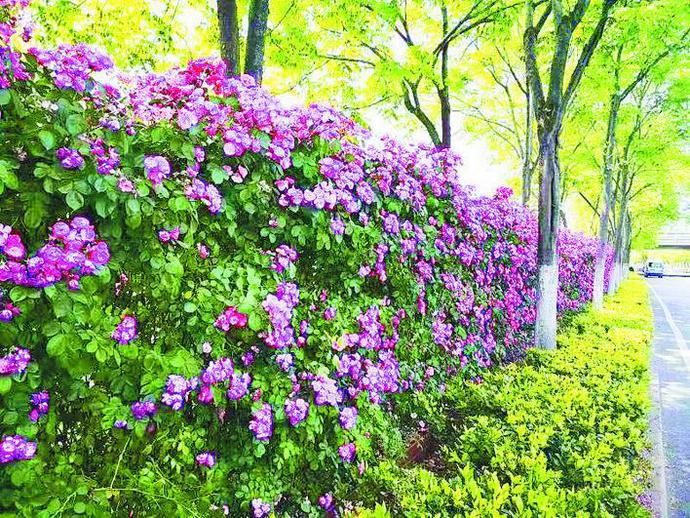 合肥包河大道千米"月季花篱"绽放