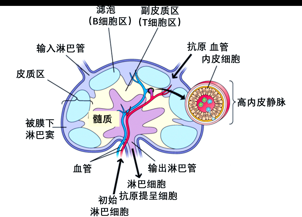 淋巴结的分布,结构及免疫功能揭秘