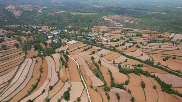 灵宝朱阳镇:万亩烟苗移栽接近尾声