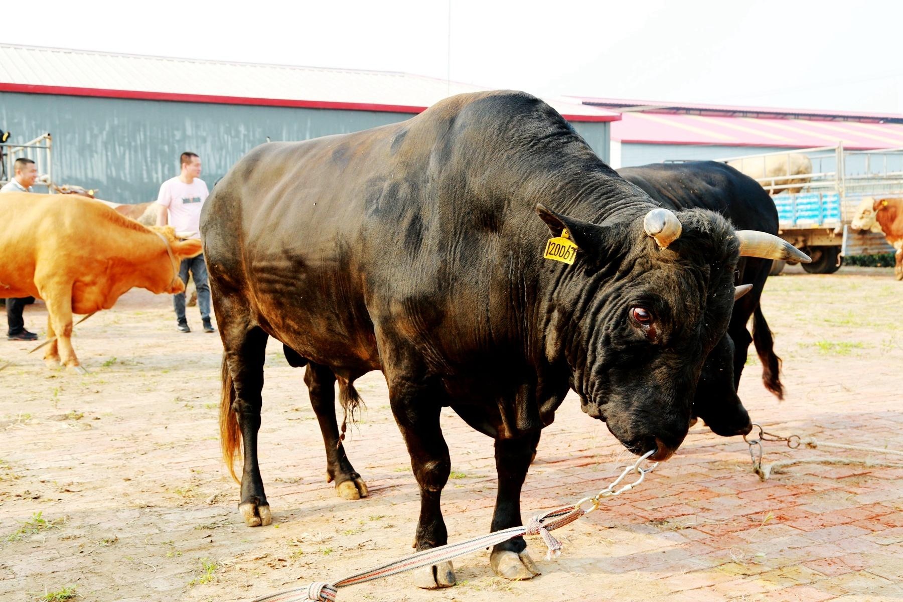 山东省滨州市无棣县车王镇:"赛牛大会"庆祝丰收节