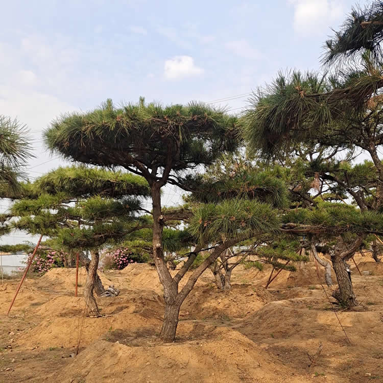2米造型油松价格多少钱一棵