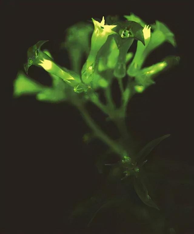 还记得《阿凡达》里的发光植物吗?现实中就有
