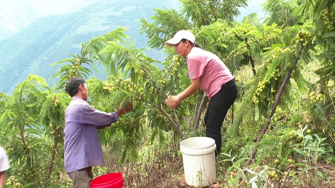 滇橄榄种植基地图片