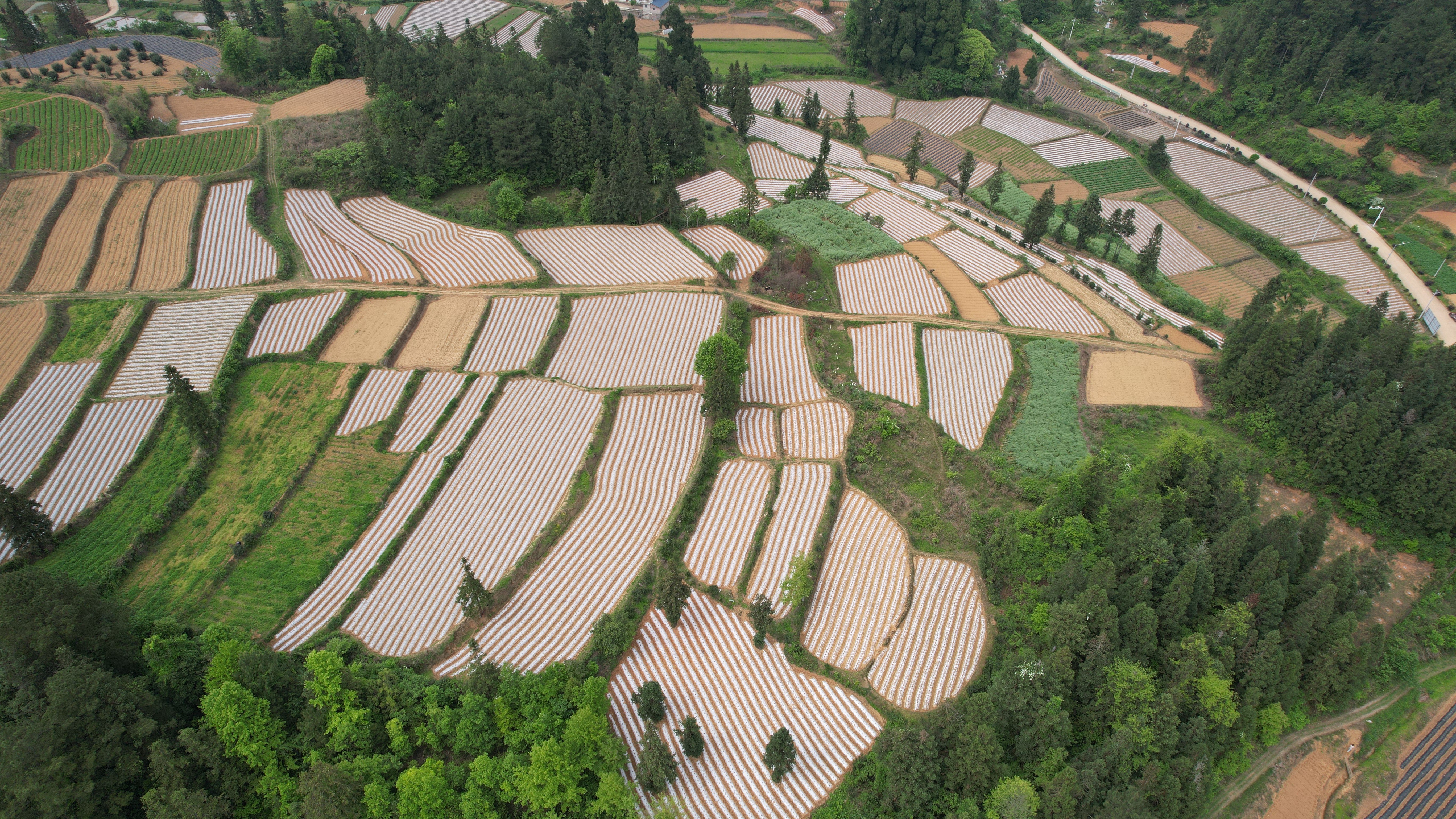 岑巩县客楼镇:"大豆 玉米"促粮食增产增收