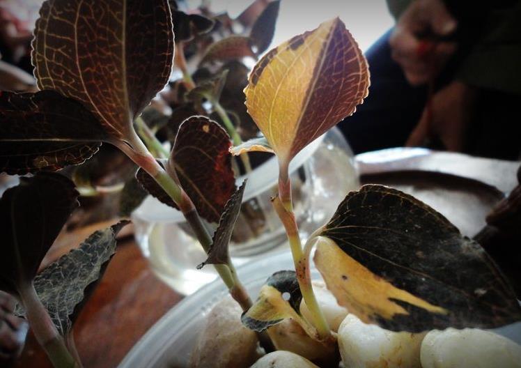 金钱莲好看,寓意更美,这些种植技巧让你的金钱莲开满盆