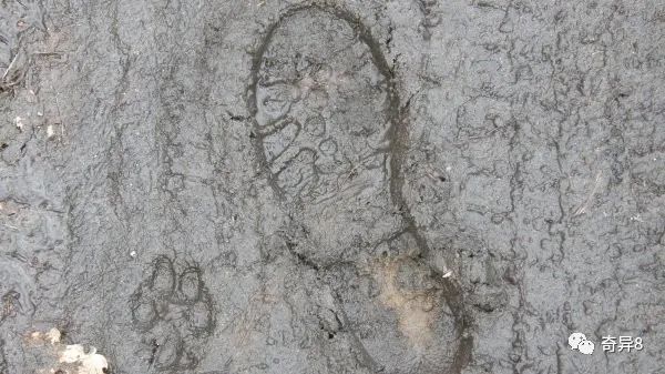 「奇异8」0239.墨西哥惊现人类脚印化石 具有130万年历史