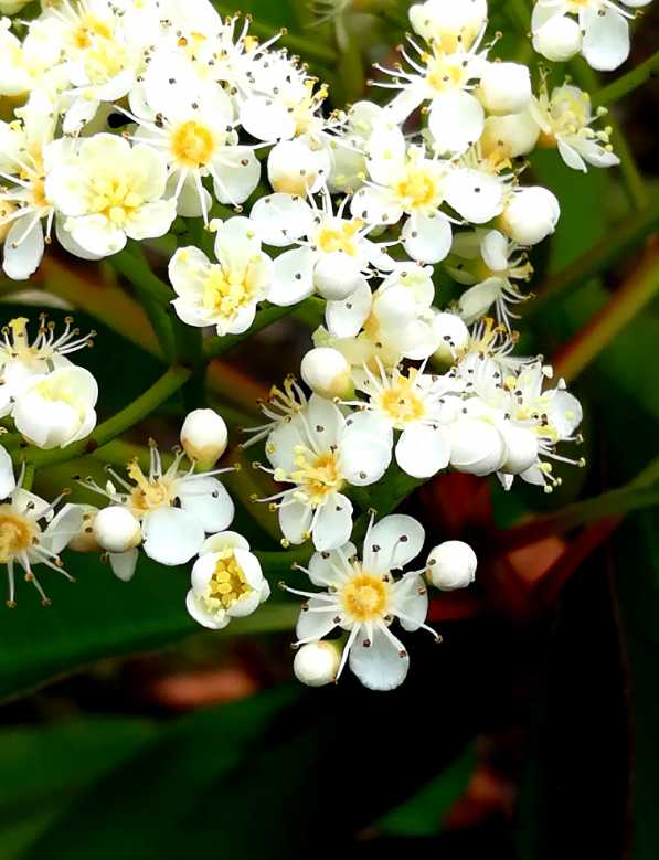 石楠花和丁香花的区别