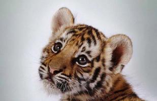 虎年拔虎须?这个想法很危险.