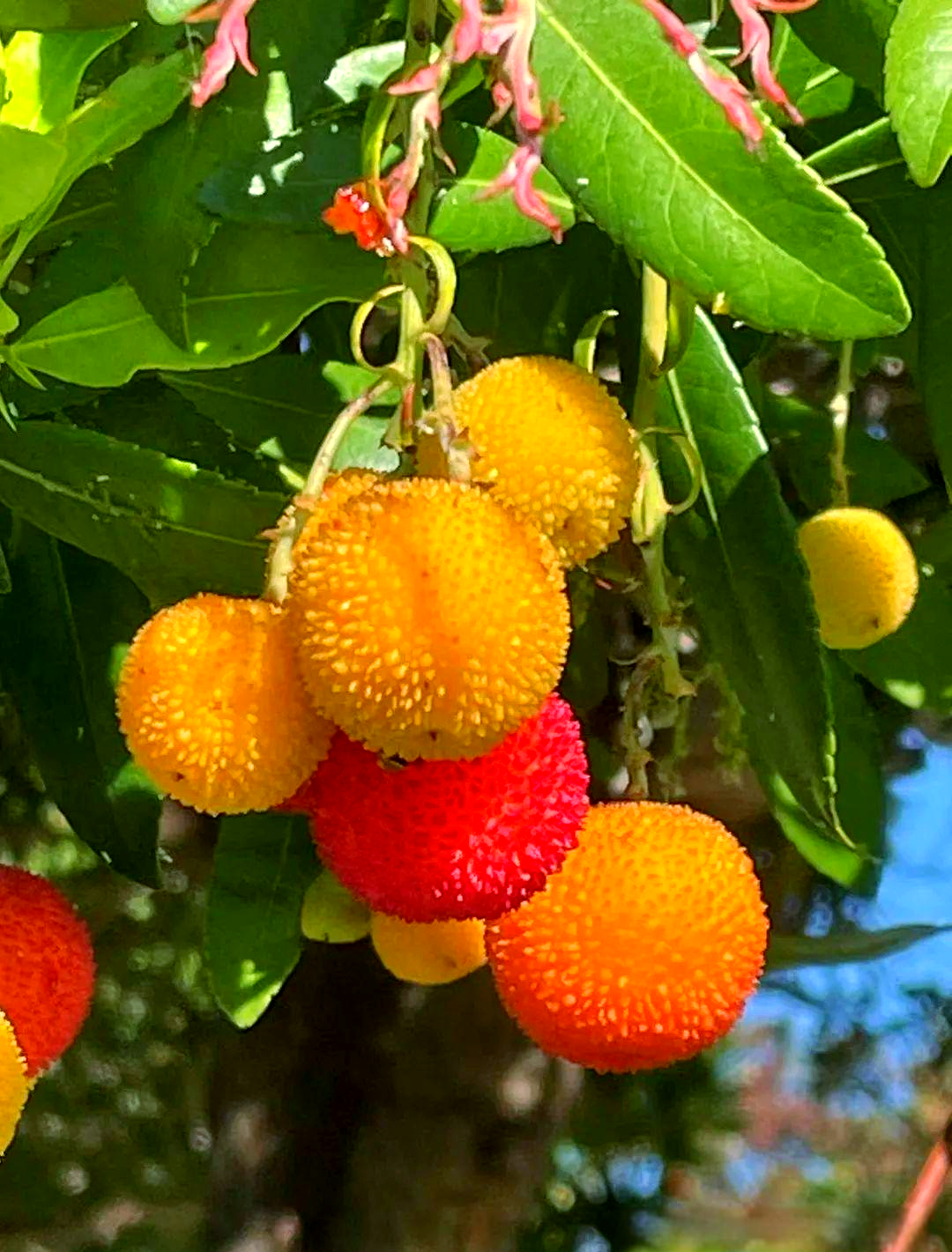 草莓树:从名字到实质的美丽果实