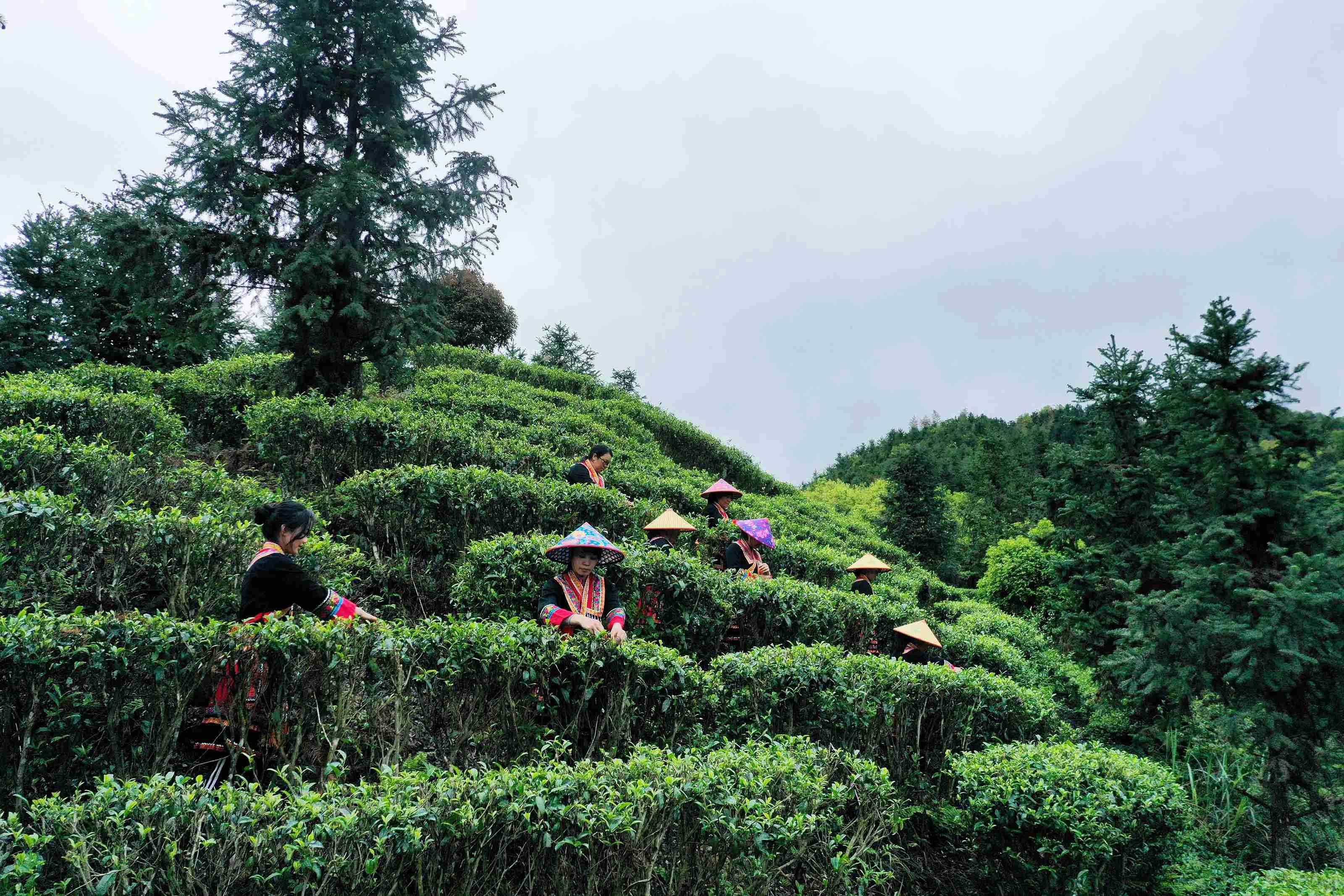 记住乡愁丨瑶乡春光好 高山采茶忙
