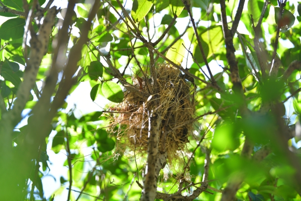 人民公园来了4位"小客人",鸟巢里孵出白腰文鸟