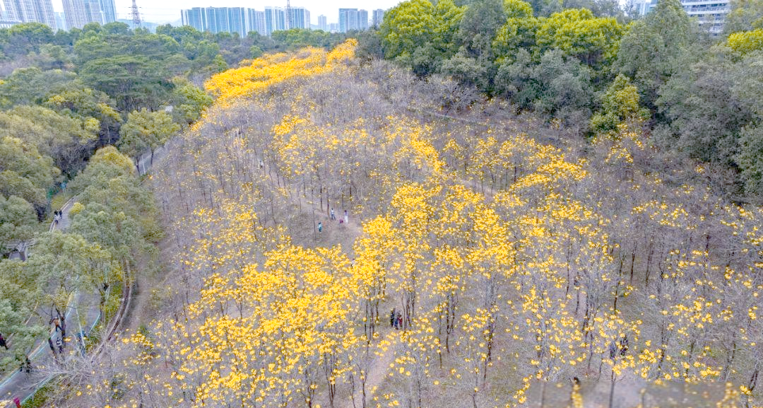 黄花风铃木种植基地