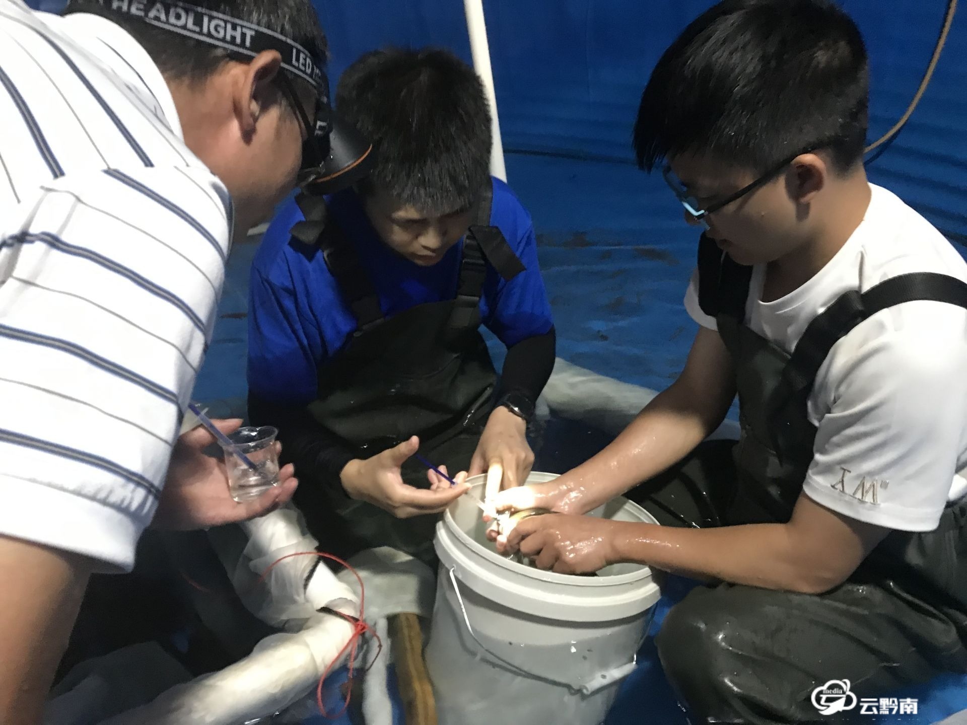 国家珍稀濒危野生动物暗色唇鲮人工繁殖取得重大进展