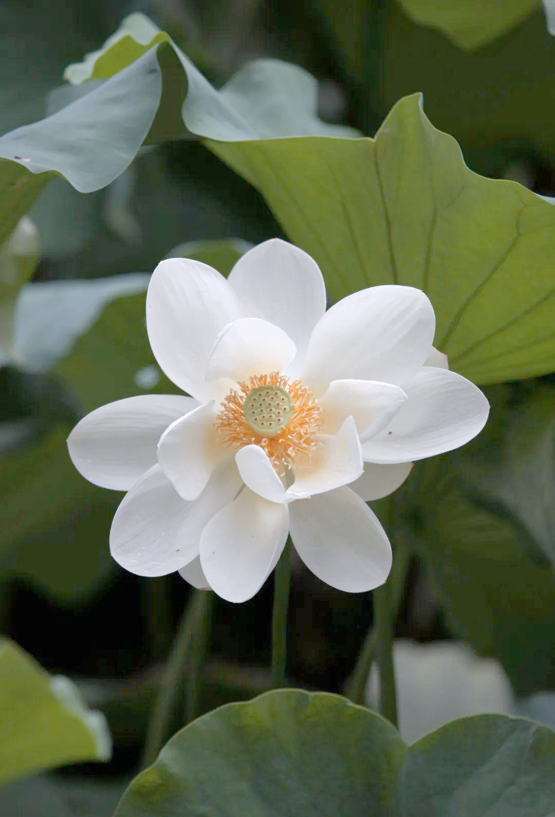 摄影|探寻白莲花的多样风采