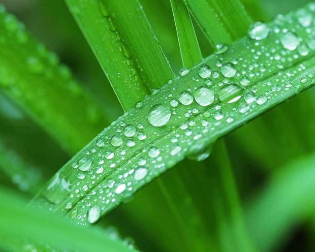 每日一诗《诗经·小雅·湛露》